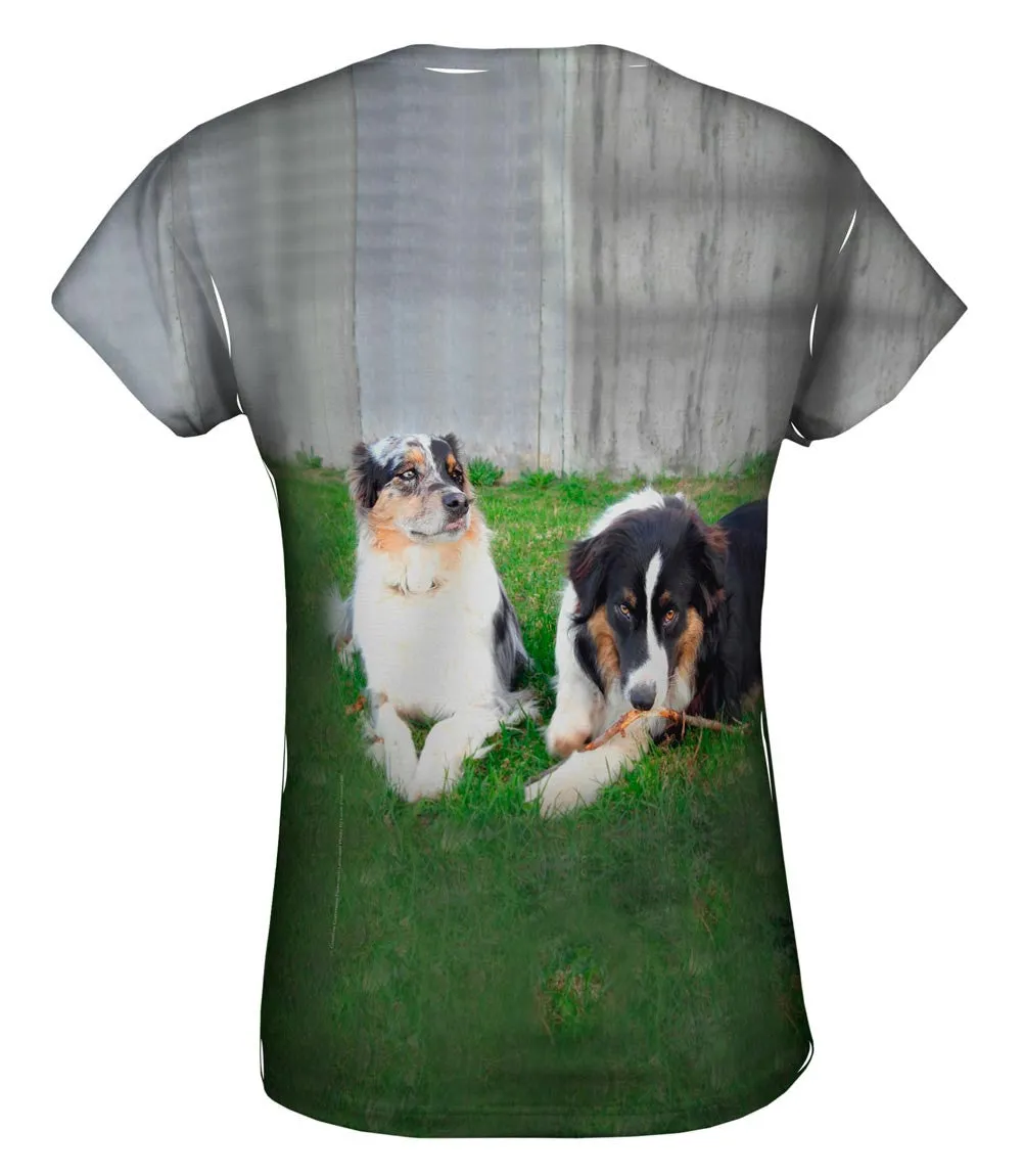 Social Collies