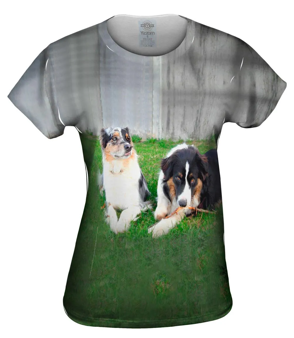 Social Collies