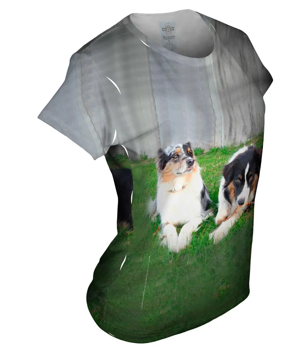 Social Collies